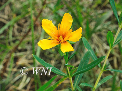 Kalm's St. John's-wort (Hypericum kalmianum) 